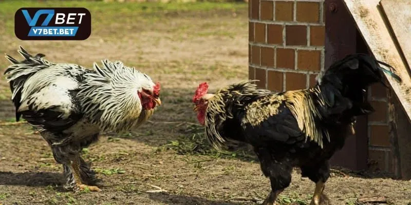 Khái quát cơ bản về cổng đá gà v7bet