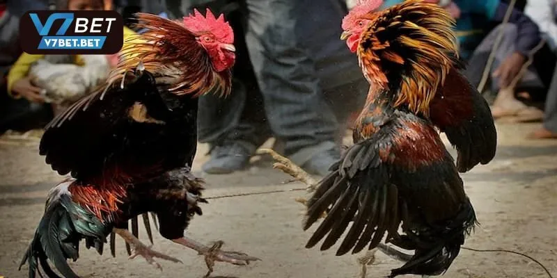 Mức thưởng ấn tượng và dễ kiếm cho kê thủ