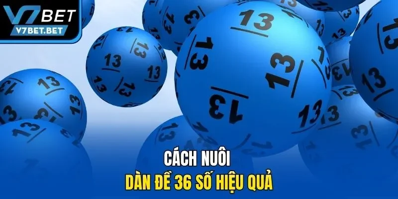 Cách nuôi dàn đề 36 số hiệu quả